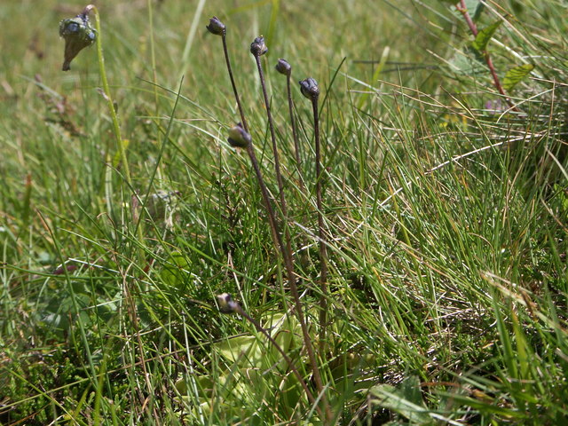 Pinguicola alpina - Alpen-Fettkraut Fruchtstand Nassfeld