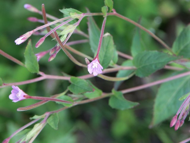 Epilobium montanum - Berg-Weidenröschen Blütenstand Nassfeld