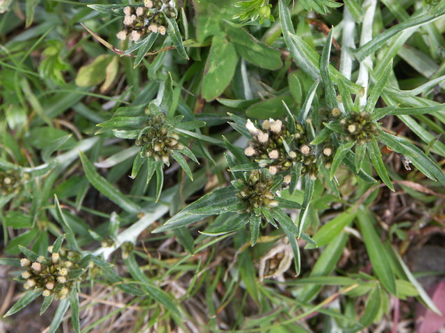 Gnaphalium supinum - Zwerg-Ruhrkraut Nassfeld