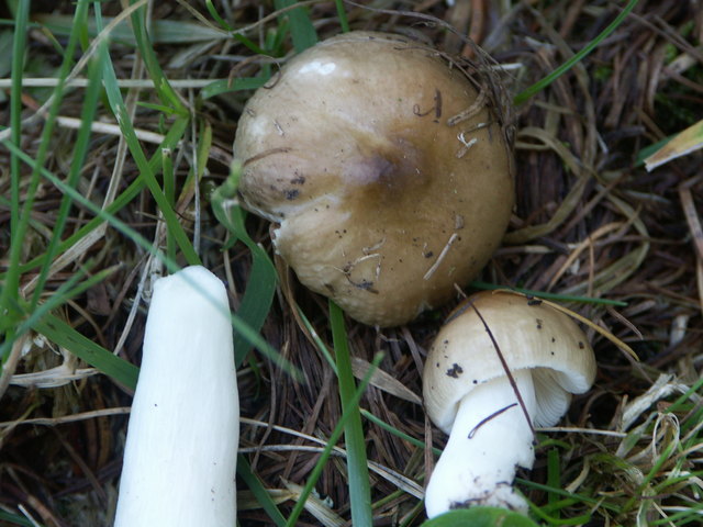 Milder Täubling unter Lärchen
