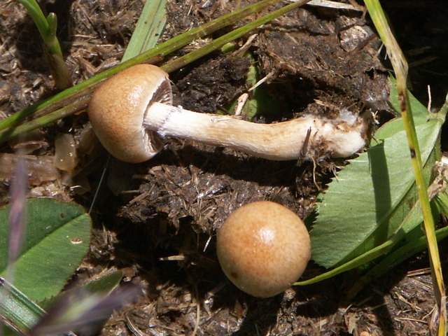 Pilze auf Kuhmist Nassfeld