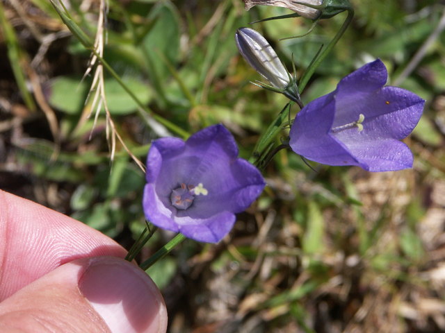 Campanula scheuchzeri - Scheuchzers Glockenblume Blüten Nassfeld