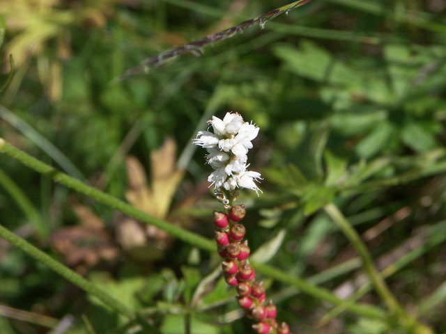 Polygonum viviparum - Knöllchen-Knöterich Blütenstand Nassfeld