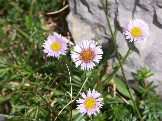 Erigeron glabratus - Kahles Berufkraut Nassfeld