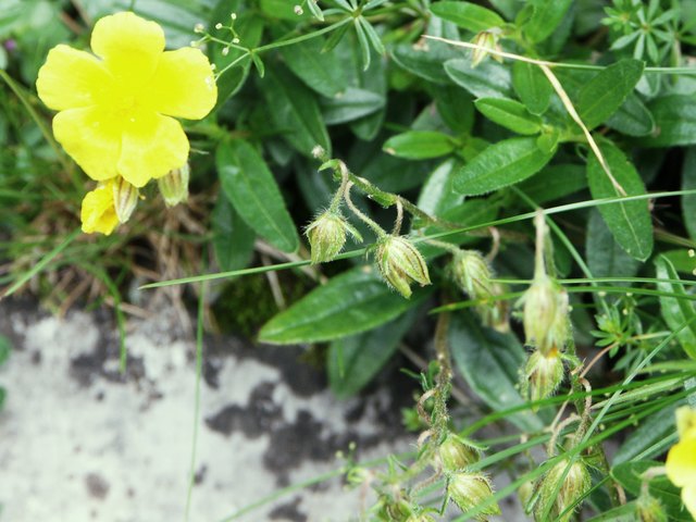Helianthemum ovatum - Trübgrünes Sonnenröschen Nassfeld