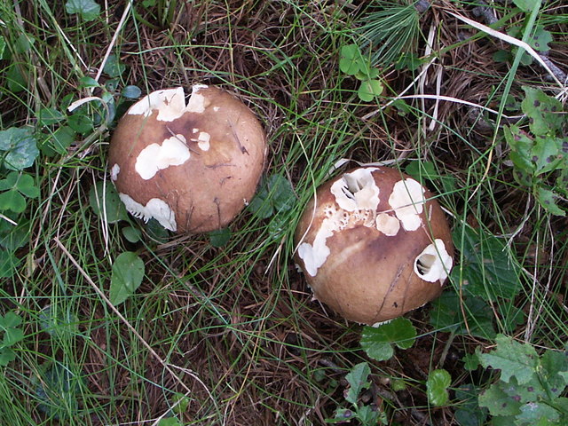 Russula mustelina - Wiesel-Täubling Nassfeld