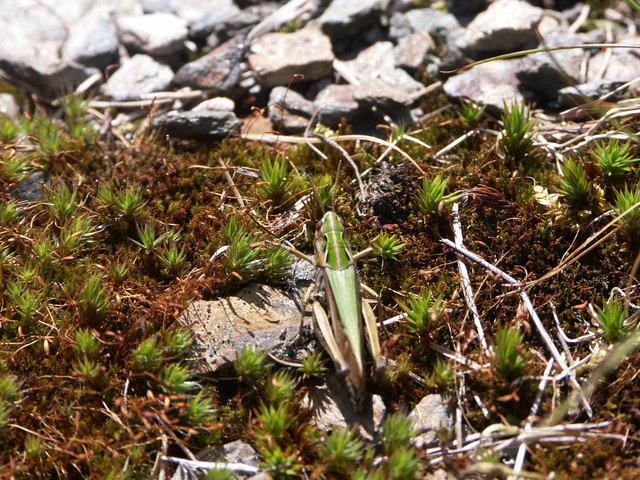 Stenobothrus lineatus - Heidegrashüpfer-Weibchen Nassfeld