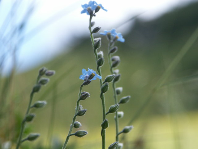Myosotis sylvatica - Wald-Vergißmeinnicht Blütenstand Nassfeld