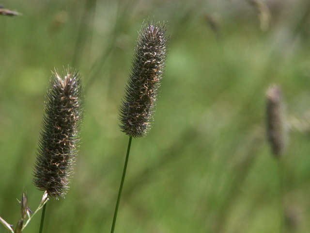 Phleum pratense - Wiesen-Lieschgras Nassfeld