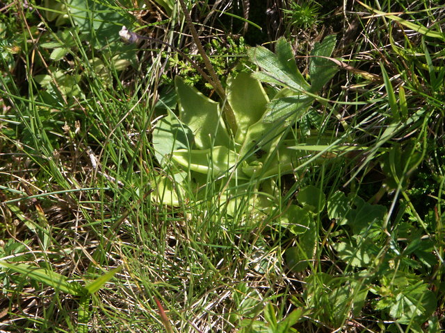 Pinguicola alpina - Alpen-Fettkraut Blätter und Blüte Nassfeld
