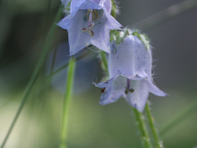 Campanula barbata - Bärtige Glockenblume Blüten Nassfeld