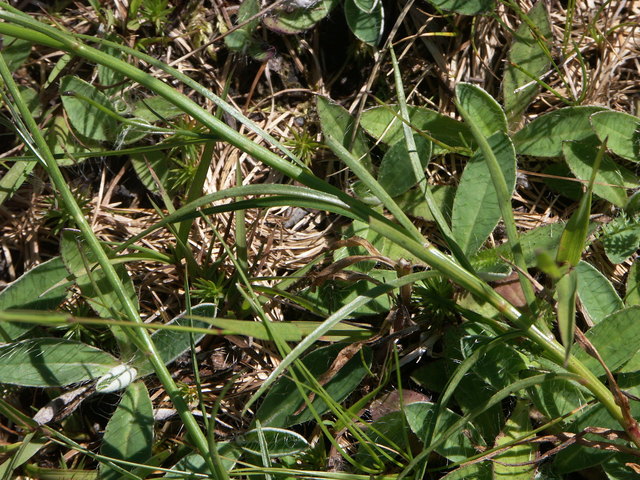 Campanula scheuchzeri - Scheuchzers Glockenblume Bätter Nassfeld