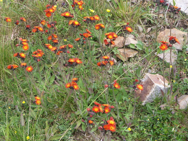 Hieracium aurantiacum - Orangerotes Habichtskraut Nassfeld