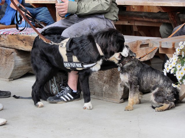 heute gesehn auf der Kohlröslhütte
