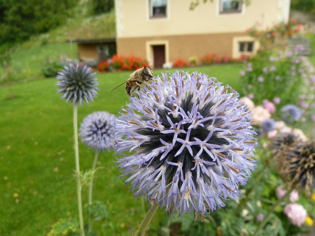 harte Arbeit, karger Lohn ......