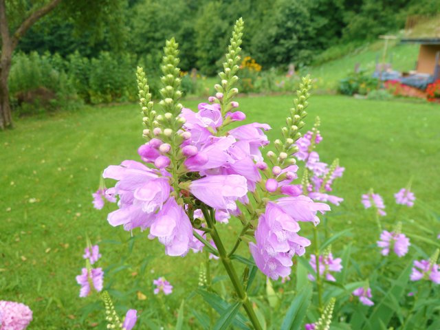 der farbliche Kontrast ist es, was mich da zum Abdrücken bewegt hat.