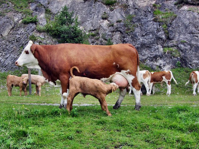 wieder unten auf der Alm..haben die Kälbchen jetzt auch Hunger