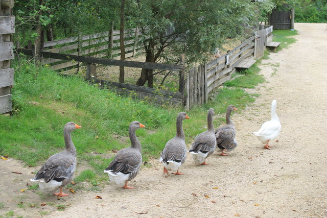 Gänsemarsch!