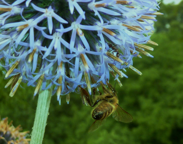 bei denen gibts keine n Urlaub, keinen Sonn- und Feiertag, bei den Ameisen offensichtlich auch nicht (Augen auf!!)