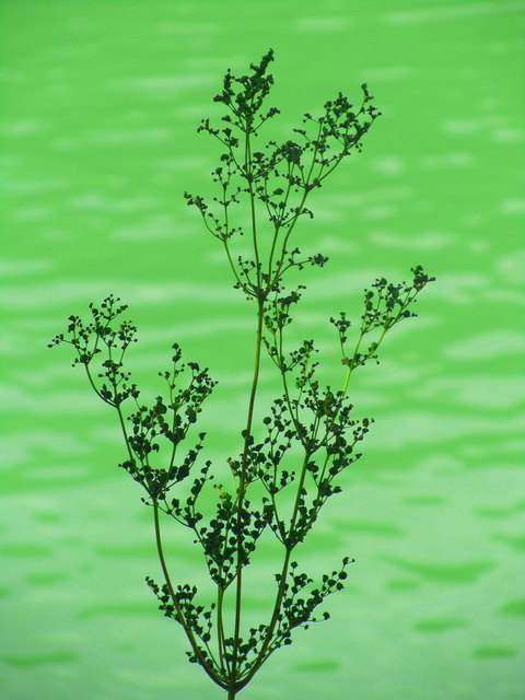Heute gesehen am Drauradweg