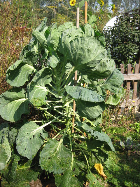 Kohlsprossen