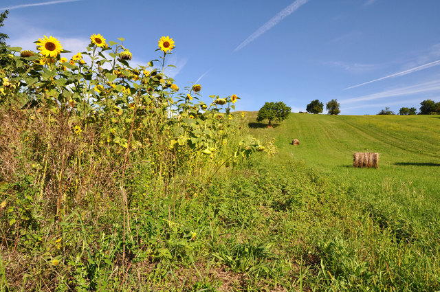 Landschaft bei Forchtenstein