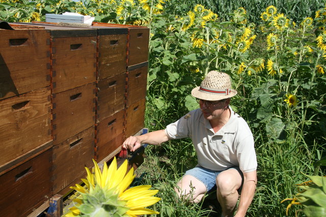 Obmann Walter Leuthner bei seinen Bienen mitten im Sonnenblumenfeld in Seebarn.