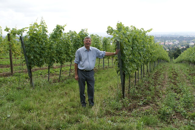 Die Weinberge am Kadoltsberg sind nicht nur für den guten Maurer Wein verantwortlich, sondern laden mit einem herrlichen Blick über Wien auch zum Seele-baumeln-lassen ein.