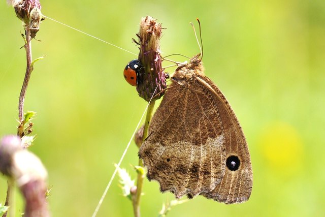 Wanze,Käfer,Ochsenauge