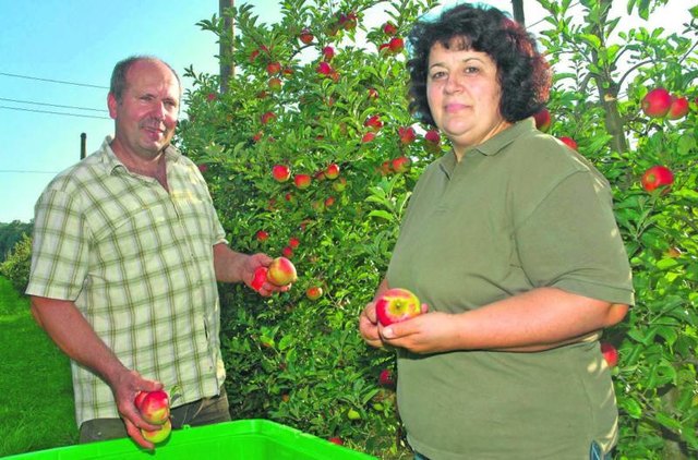 Johanna und Alois Kaufmann sind Profis in Sachen Obsternte. Momentan werden auf den Feldern die diversen Apfelsorten sorgsam für die Weiterverarbeitung ein-
geholt.