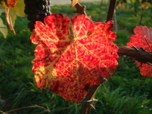 Herbstliches Weinlaub
