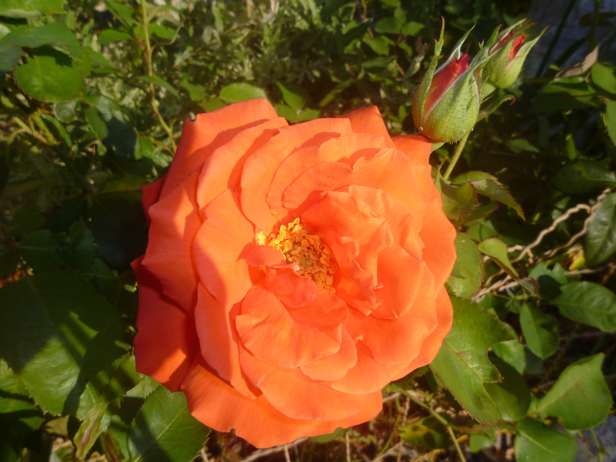 für dich solls rote rosen regnen noten
