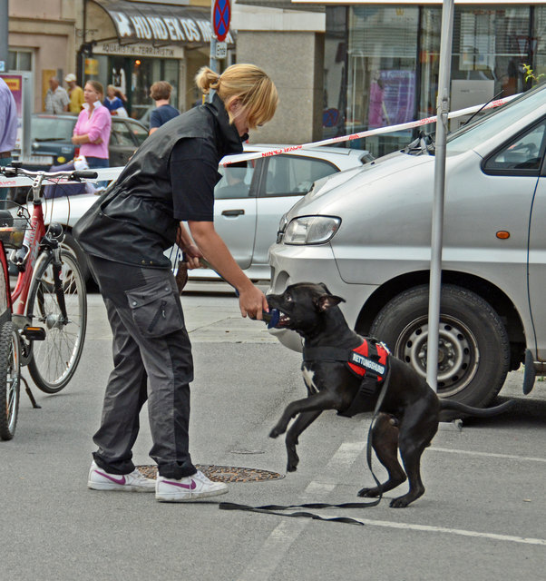 Vorführungen der Rettungshundebrigade und der Hundewasserrettung bei der langen Einkaufsnacht in Korneuburg