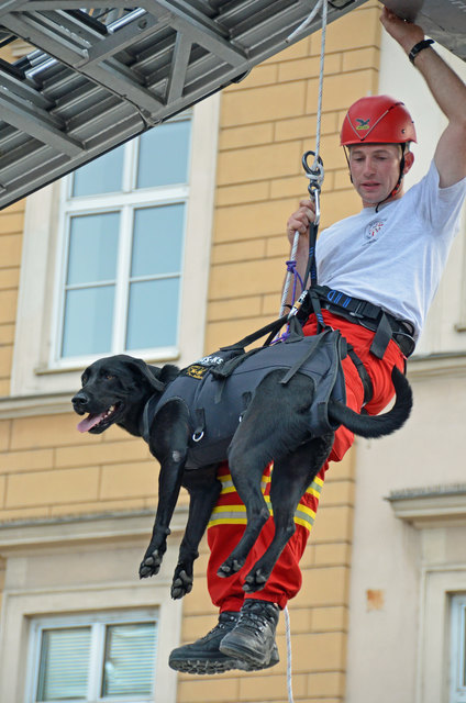 Vorführungen der Rettungshundebrigade und der Hundewasserrettung bei der langen Einkaufsnacht in Korneuburg