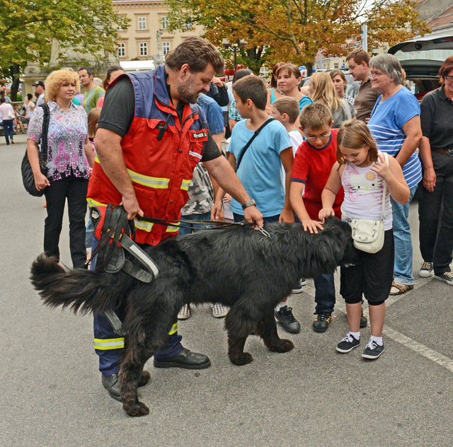 Vorführungen der Rettungshundebrigade und der Hundewasserrettung bei der langen Einkaufsnacht in Korneuburg