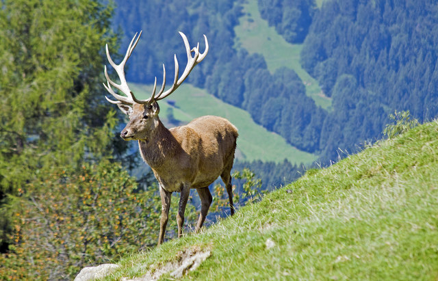 Die Ebenthaler Jäger laden wieder zur Ballveranstaltung | Foto: Christian Zangl