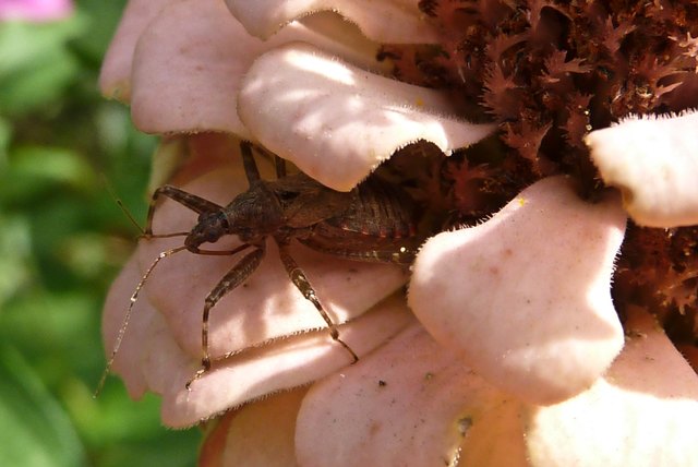 Zwischen den Blattstockwerken einer Zinnie schieben sich ein paar dünne Beine heraus. Nein, keine Spinne. Diesmal ist es eine Raubwanze, die dort auf Beute lauert.