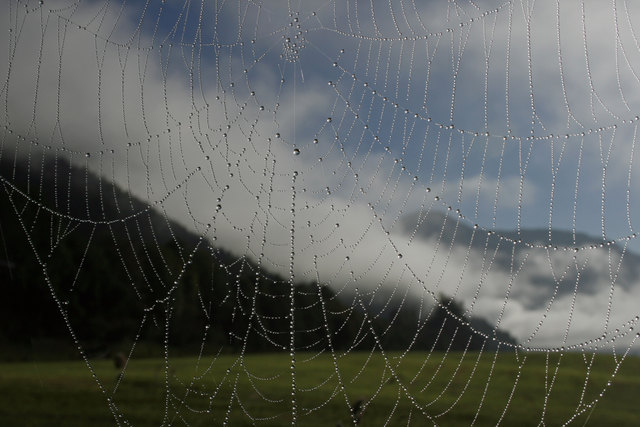 Spinnennetz mit tausenden von kleinen Tautropfen. Die Morgensonne verdrängt den Bodennebel und bringt die Wunder der Nacht hervor.