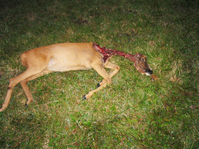 Von einem Hund übel zugerichtet: eine Rehgeiß starb qualvoll im Bereich des Möserer Sees, im Revier der Jagd Telfs-Ost. | Foto: Staudacher