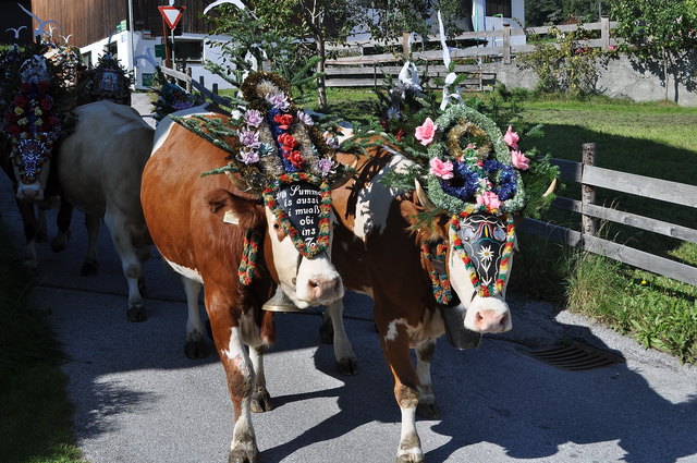 Die Almkühe des Neubauhofbauern aus Reith im Alpbachtal