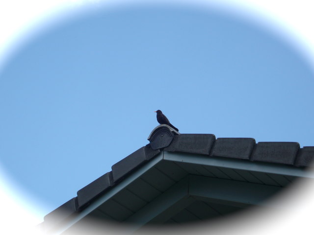 Unser Hansi verschafft sich einen  Überblick über den Garten