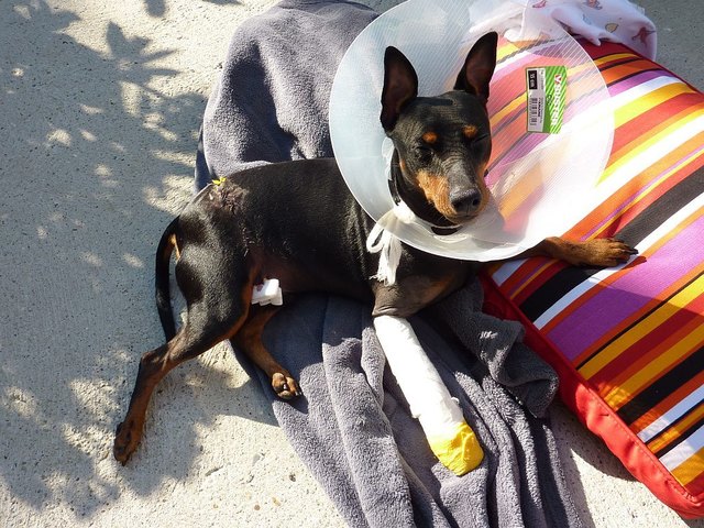 Der kleine Max hat zwei Operationen hinter sich. Auch seine Besitzerin musste ins Krankenhaus. | Foto: privat