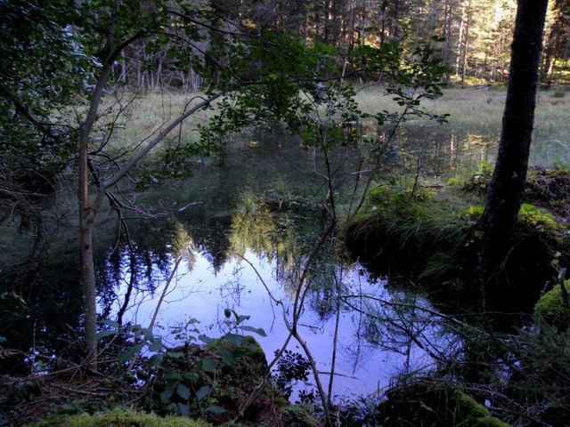 Kachelmoor auf dem Wanderweg zum Gößnitzfall