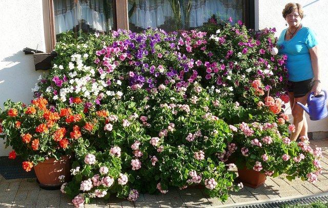Rosemarie Ettl mit ihrer Blütenpracht, die bei diesem Spätsommerwetter prächtig gedeiht.