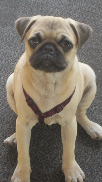 Mops Cherry