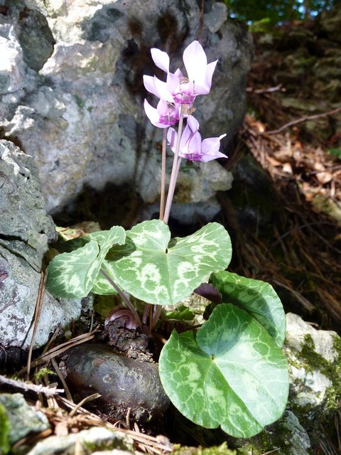 ...aus dem Wald.