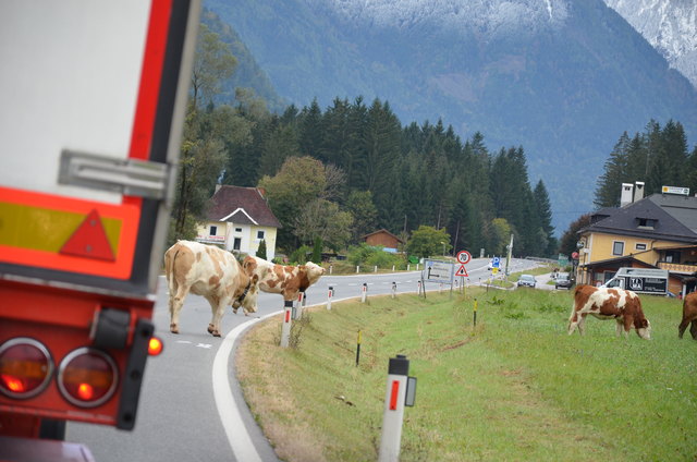 ...muß Alma wohl den Weg alleine nach Hause antreten....