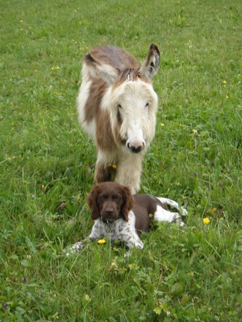 Hallo!! Wir sind Hope (Miniaturesel) und Kira (kl. Münsterländer), jetzt sind wir schon richtige Freunde geworden!