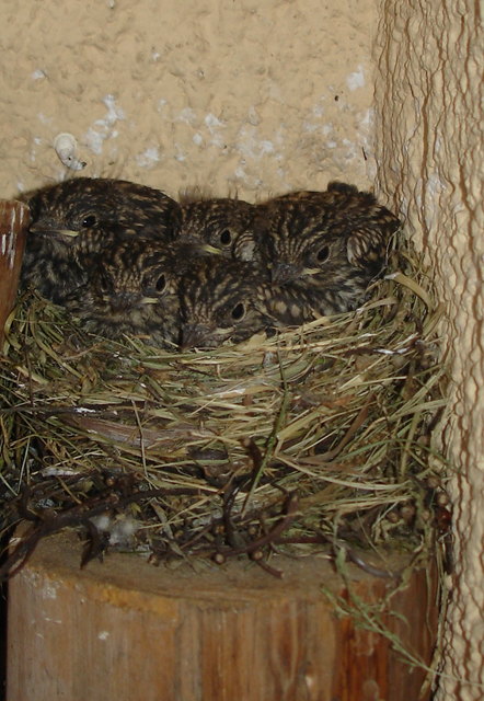 Nach 14 Tagen: das Nest war voll und es war Zeit zum 1.Flug.