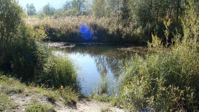 Teich beim Bahndamm...